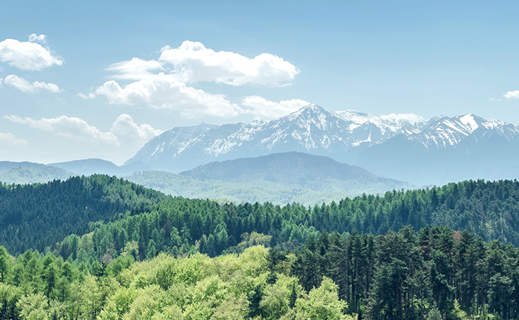 Panoramic view of lush green forest with snow-capped mountains under a clear blue sky in the background.
