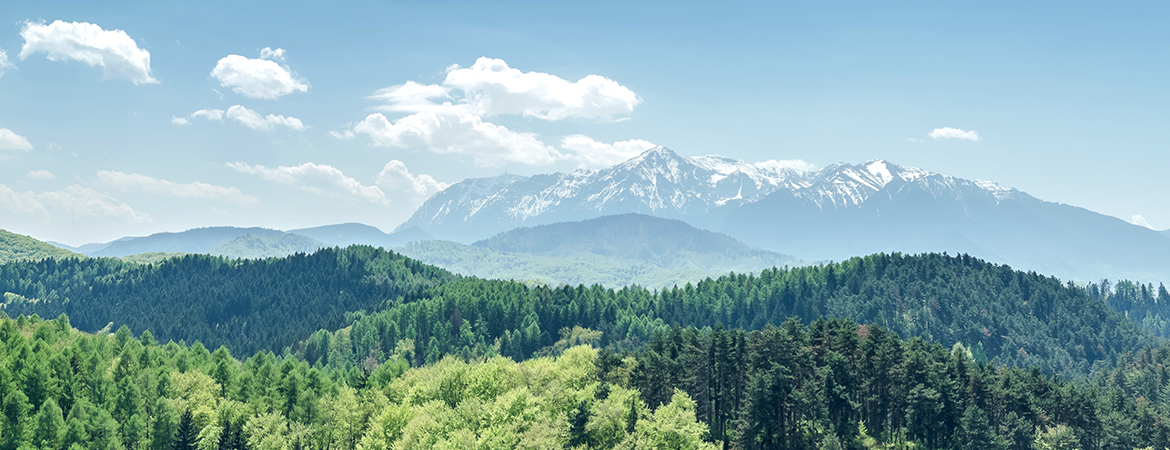 Panoramic view of lush green forest with snow-capped mountains under a clear blue sky in the background.
